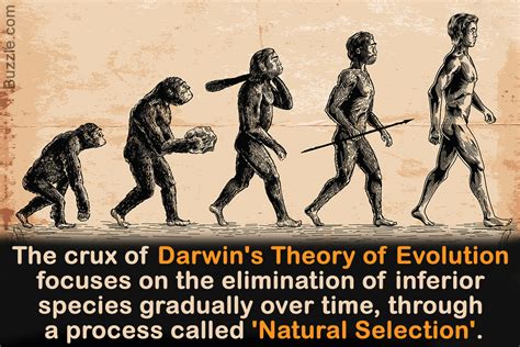 darwin races results|Importance Of Darwin’s Evolution Theory .